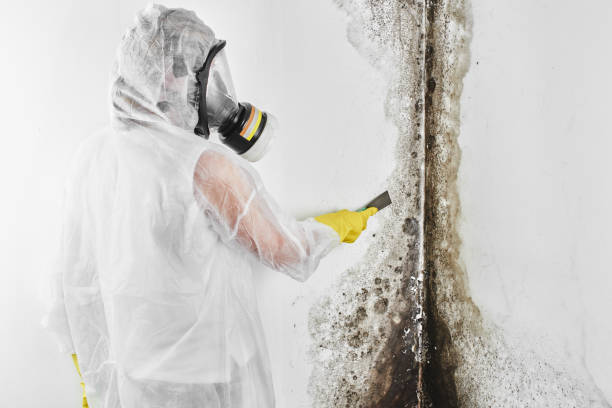 Best Mold Remediation Experts  in Ithaca, MI