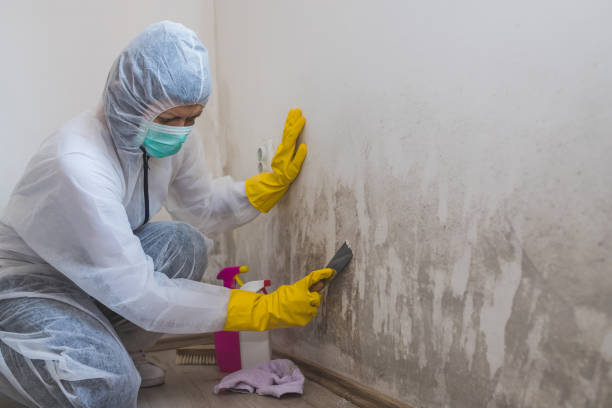 Best Mold Removal Near Me  in Ithaca, MI