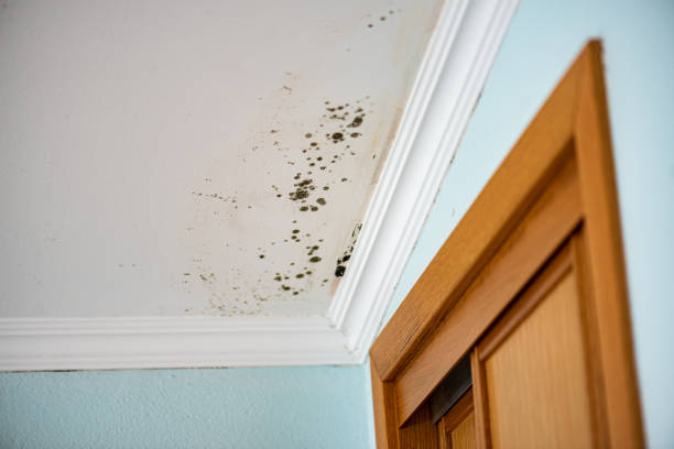 Best Commercial Mold Removal  in Ithaca, MI