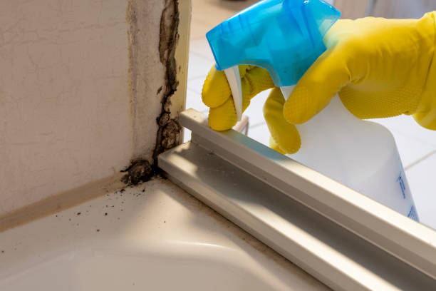 Trusted Ithaca, MI Mold Removal Experts
