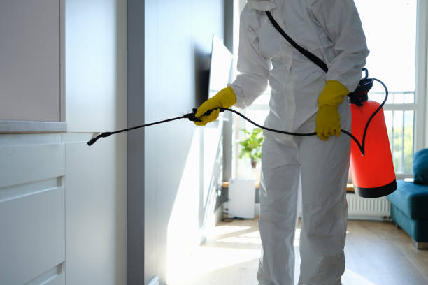 Best Local Mold Removal Service  in Ithaca, MI