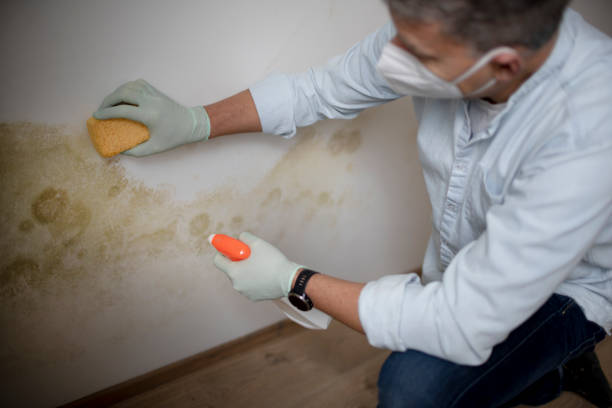 Best Office Mold Removal Services  in Ithaca, MI