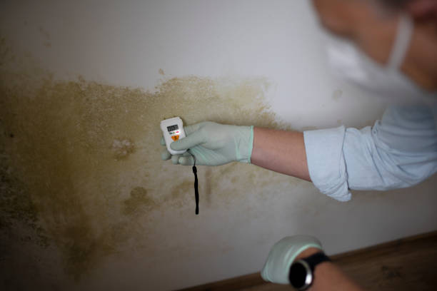 Best Toxic Mold Removal  in Ithaca, MI