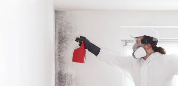 Best Black Mold Removal  in Ithaca, MI