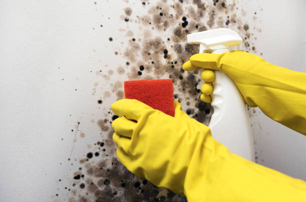 Best Mold Remediation  in Ithaca, MI