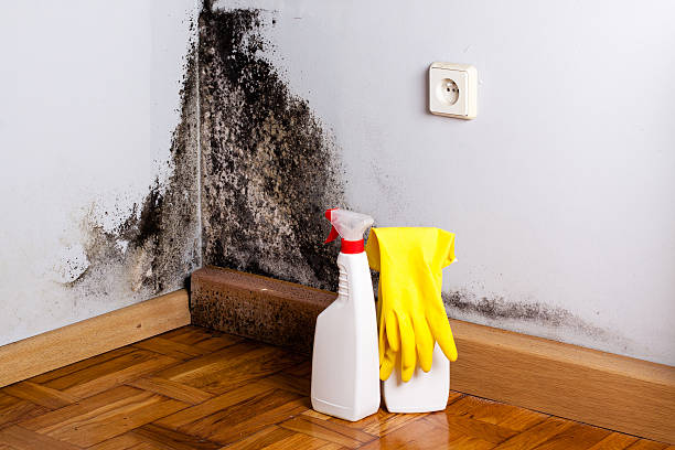 Best Fast Mold Removal  in Ithaca, MI