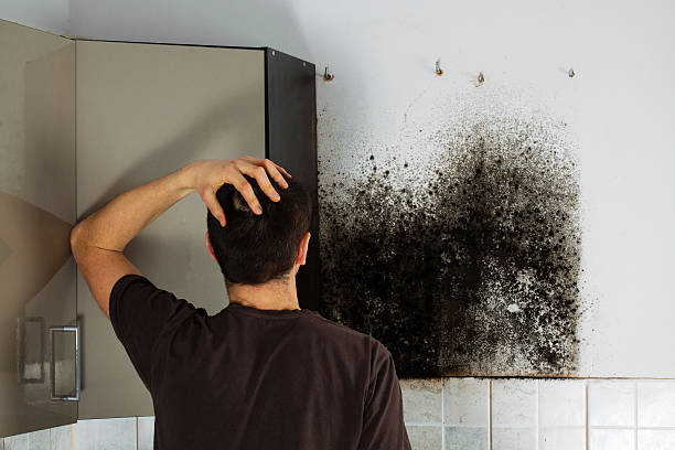 Best Home Mold Removal  in Ithaca, MI