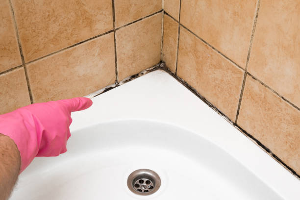 Best Fast Mold Removal  in Ithaca, MI